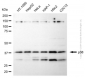 KD-Validated Anti-MAPK14 Rabbit Polyclonal Antibody